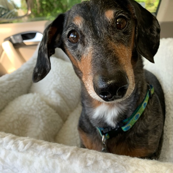 Meet your Posher, Puppyelove - Picture 3 of 5